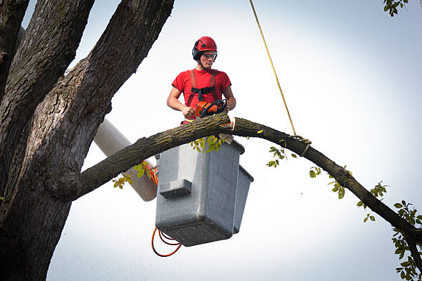 How Our Tree Care Process Works  in  Hallettsville, TX